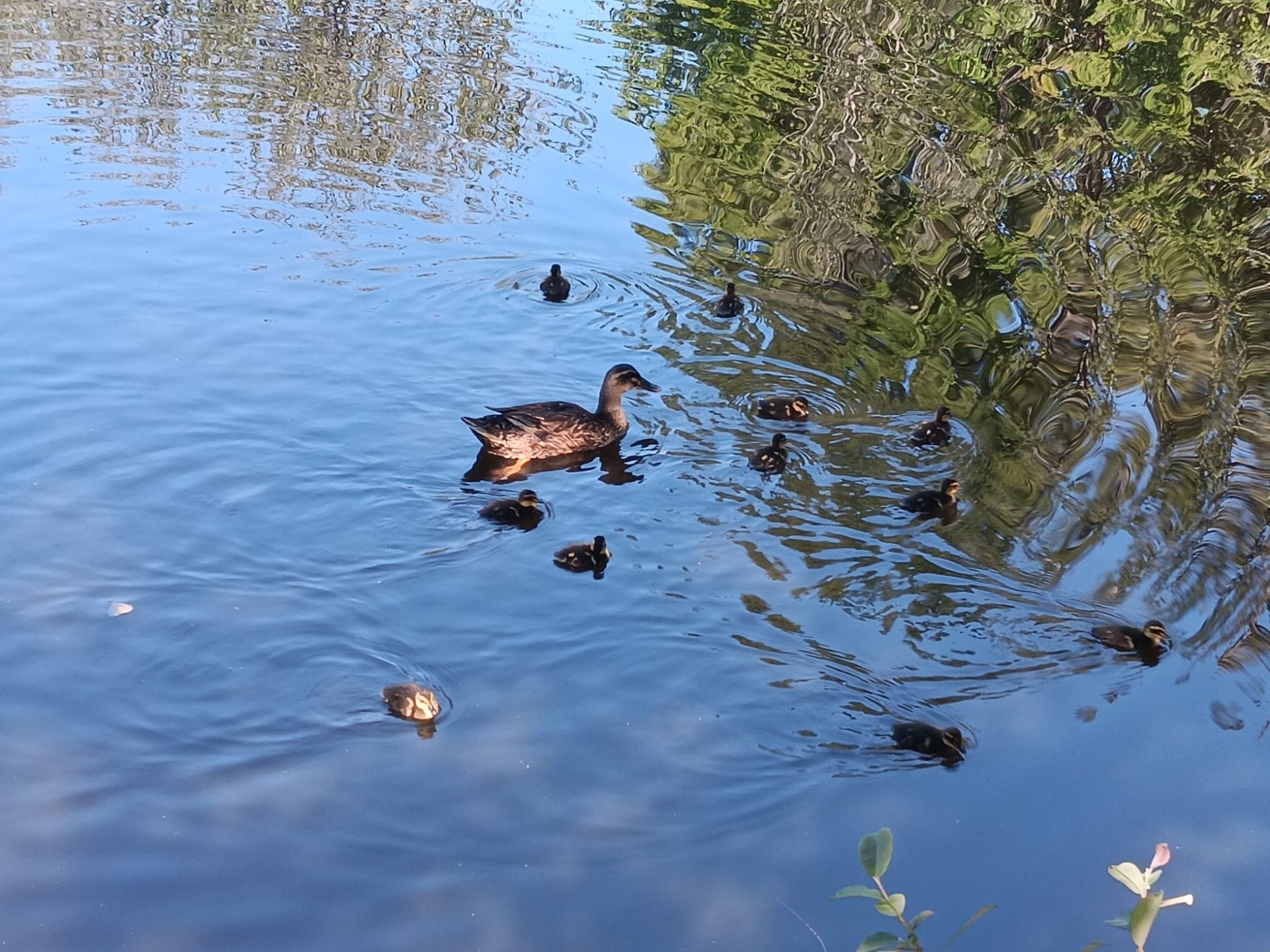 Imagen de FORD Mondeo