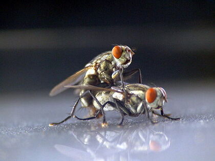 Sexo en el coche… ¿por qué no?