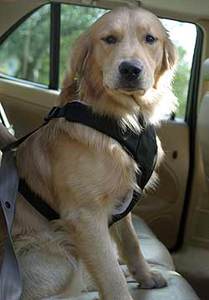 Cinturon Seguridad 002 209x300