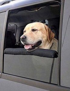 La mascota no debe viajar nunca en esta posición.