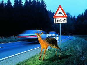 Animal En La Carretera 01 300x225