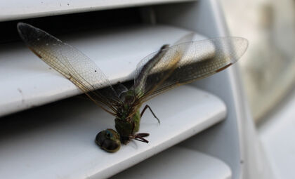 ¿Cuántos insectos matan los coches?