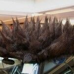 Olaf Mooij Coche Pelo 4 150x150