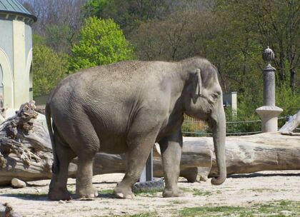 Biogás con excrementos de elefante