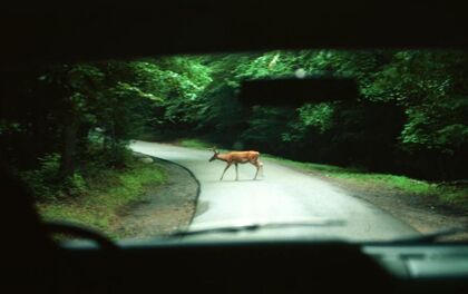 Tu móvil evitará accidentes con animales