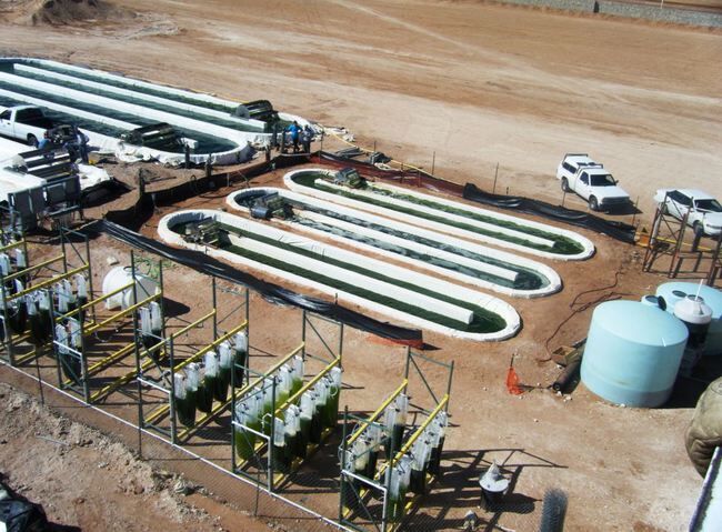 algas_biofuel 5