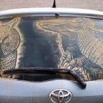 Scott Wade Armadillos 150x150