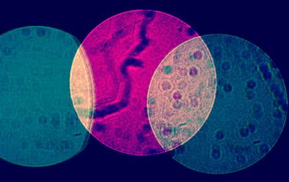 Bacterias modificadas que convierten C02 en combustible
