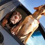 Coche Perros Ventanilla 150x150