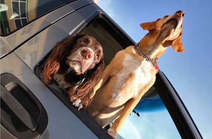 Una tecnología que salvará a tu perro