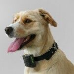 Dogwearingcallercollar 0 150x150