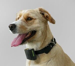 Dogwearingcallercollar 0 300x264