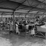 MINI Plant Oxford 10 150x150