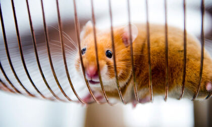 El hámster que «conduce» un camión Volvo de 15 toneladas