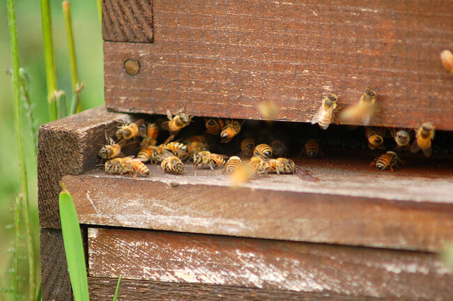 abeja colmena