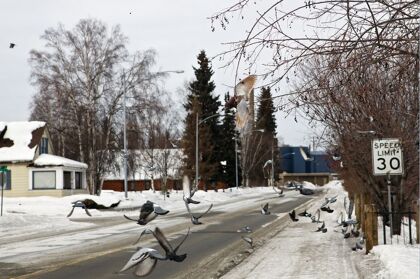 ¿Respetan las aves los límites de velocidad?