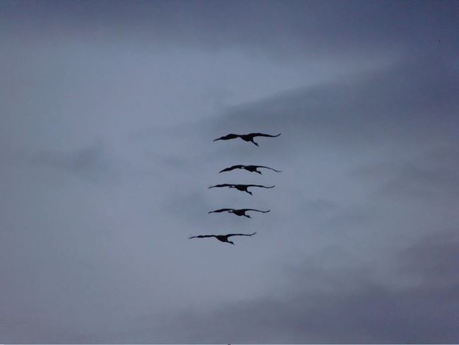 pájaros límite velocidad 4