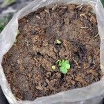 Argentina Alaska FIAT 600 04 150x150