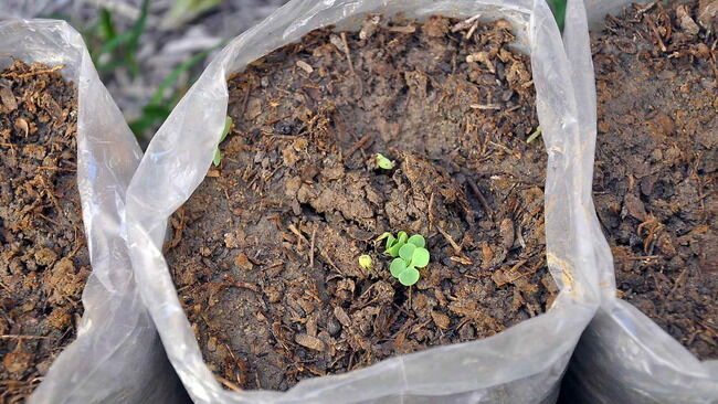 Argentina_Alaska_FIAT_600_04