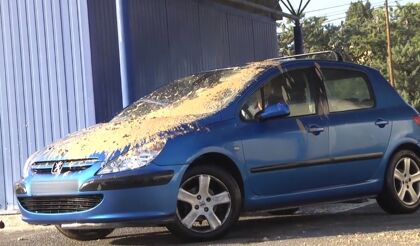 La peculiar paloma que la toma con un coche recién lavado