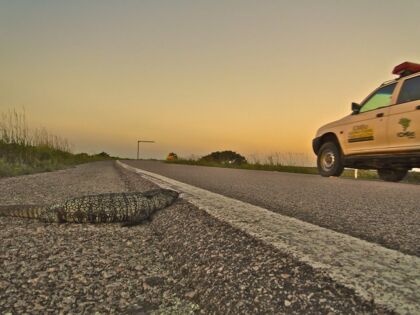 La aplicación que pretende acabar con los atropellos de animales
