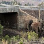 ElephantTunnel Big 150x150