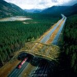 Wildlife Crossings 63 150x150