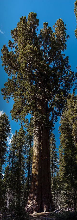 General Sherman - Three Rivers, California - Wikipedia