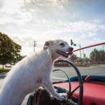 Batmovil 1963 12 150x150