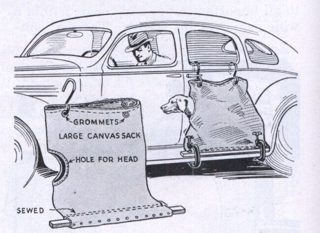 Transporte de perro (2)