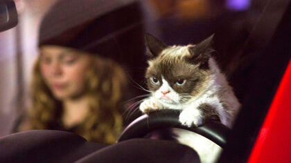 Guía rápida para viajar con gatos y no morir en el intento