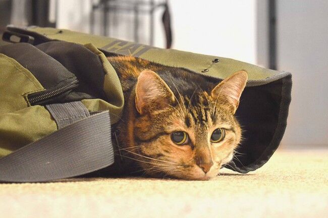 gatos-viajar-mareos