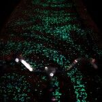 Carril Bici Van Gogh Roosegaarde 08 150x150