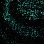 Carril Bici Van Gogh Roosegaarde 09 150x150