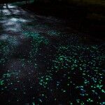 Carril Bici Van Gogh Roosegaarde 10 150x150