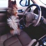 D11438cdf44889c68a0ee9b13eef11c8 150x150