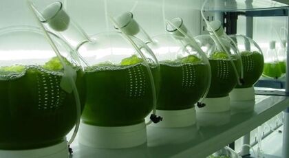 Algas deshidratadas para hacer biodiesel más barato