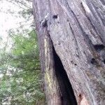 Caravana Barca13 150x150