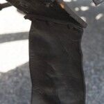 Daimler Wagonette 1897 08 150x150