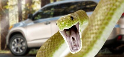 Vende su coche al no encontrar la serpiente escondida en él