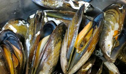 ¿Qué tienen que ver los catalizadores con el marisco?