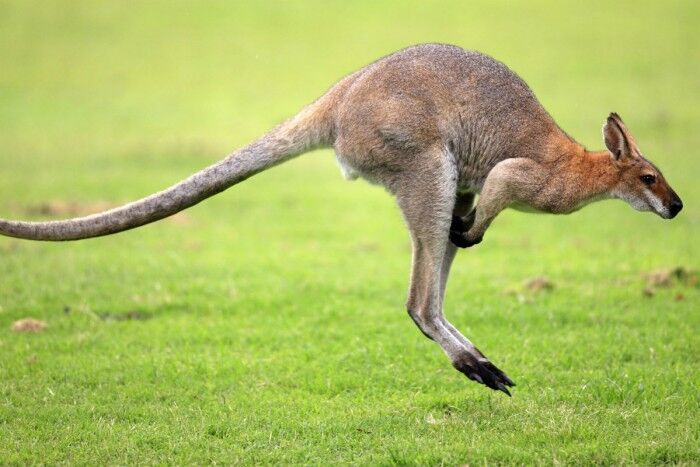 Volvo detecta canguros 03