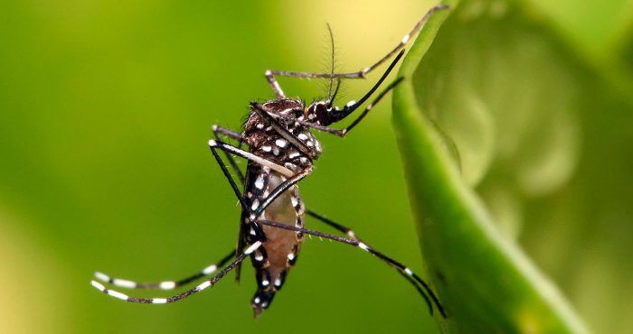 mosquitos atacan un coche en singapur 2