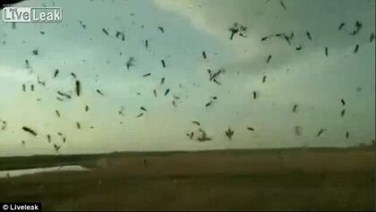 ¿Cómo reaccionarías si miles de mosquitos persiguen tu coche?