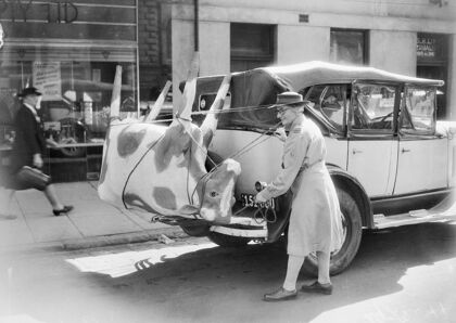 ¿Puedes meter una vaca en el coche? ¿Y cuatro?