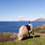 Oveja Google 2 150x150