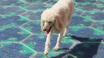 La Ruta 66 será de paneles solares a su paso por Missouri