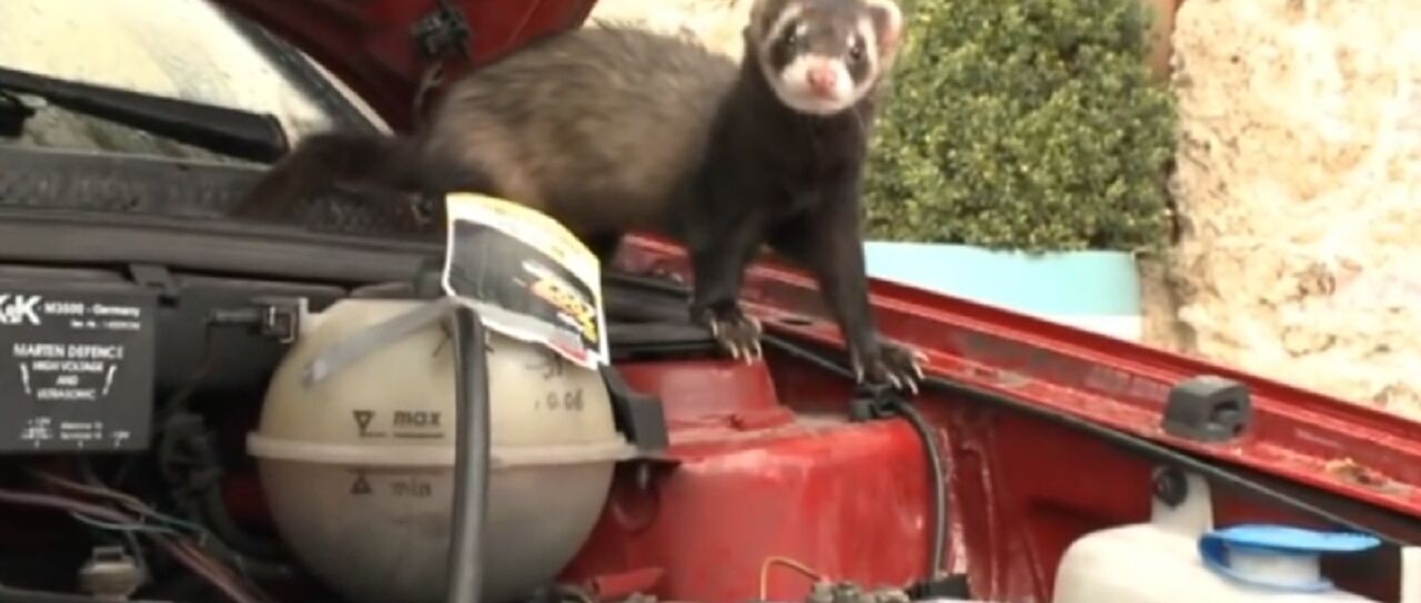 Todas las noticias de coches en un solo portal: Pruebas, fotos, vídeos, informes...