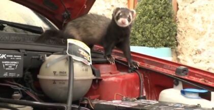 Marta: la adorable amenaza para los coches alemanes