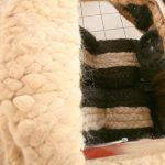 Fiat 500 Peludo 2 150x150